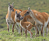 Guanaco (Lama guanicoe) cria sniffed by herd members, Torres del Paine National Park, Patagonia, Chile