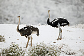 Ostrich (Struthio camelus) female and male in snow, Swartberg Pass, Western Cape, South Africa