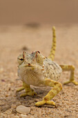 Namaqua Chameleon (Chamaeleo namaquensis) showing eyes going in different directions, Namibia