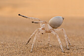 Dancing White Lady Spider (Leucorchestris arenicola) in defensive posture, Namib Desert, Namibia