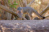 Common Gray Fox (Urocyon cinereoargenteus) female, Palo Alto, Bay Area, California