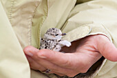 Snowy Plover (Charadrius nivosus) biologist, Caitlin Robinson-Nilsen, holding chick, Milpitas, Bay Area, California