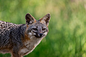 Common Gray Fox (Urocyon cinereoargenteus), Palo Alto, Bay Area, California