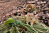 American Pika (Ochotona princeps) on hay pile in scree, Bridger-Teton National Forest, Wyoming Range, Wyoming