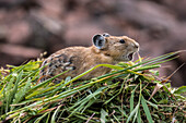 American Pika (Ochotona princeps) alarm calling on hay pile, Bridger-Teton National Forest, Wyoming Range, Wyoming