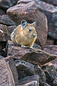 American Pika (Ochotona princeps), Bridger-Teton National Forest, Wyoming Range, Wyoming