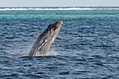 Humpback Whale (Megaptera novaeangliae) calf breaching, Tonga