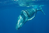 Humpback Whale (Megaptera novaeangliae) calf near surface, Tonga