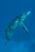 Humpback Whale (Megaptera novaeangliae) calf, Tonga