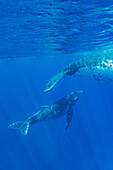 Humpback Whale (Megaptera novaeangliae) mother and calf, Tonga