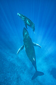 Humpback Whale (Megaptera novaeangliae) mother and calf, Tonga