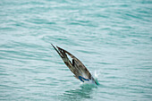 Blue-footed Booby (Sula nebouxii) plunge diving, Cerro Brujo, San Cristobal Island, Galapagos Islands, Ecuador