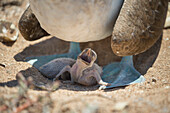 Blue-footed Booby (Sula nebouxii) parent and begging chick, Santa Cruz Island, Galapagos Islands, Ecuador