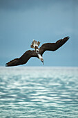 Blue-footed Booby (Sula nebouxii) plunge diving, Punta Cormorant, Floreana Island, Galapagos Islands, Ecuador