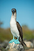 Blue-footed Booby (Sula nebouxii), Santa Cruz Island, Galapagos Islands, Ecuador