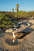 Blue-footed Booby (Sula nebouxii) at nest with two eggs, Santa Cruz Island, Galapagos Islands, Ecuador