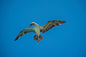 Blue-footed Booby (Sula nebouxii) flying, Itabaca Channel, Santa Cruz Island, Galapagos Islands, Ecuador