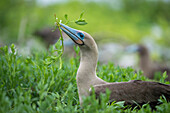 Red-footed Booby (Sula sula) collecting nesting materials, Genovesa Island, Galapagos Islands, Ecuador