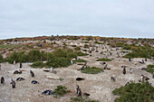 Magellanic Penguin (Spheniscus magellanicus) colony, Patagonia, Argentina