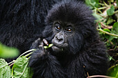 Mountain Gorilla (Gorilla gorilla beringei) young feeding, Parc National des Volcans, Rwanda