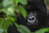 Mountain Gorilla (Gorilla gorilla beringei) male, Parc National des Volcans, Rwanda