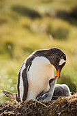 Gentoo Penguin (Pygoscelis papua) parent tending to chick on nest, Dunbar Island, Falkland Islands