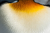 King Penguin (Aptenodytes patagonicus) chest feathers, Saunders Island, Falkland Islands