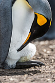 King Penguin (Aptenodytes patagonicus) checking egg, Volunteer Beach, East Falkland Island, Falkland Islands