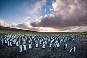 King Penguin (Aptenodytes patagonicus) colony, Volunteer Beach, East Falkland Island, Falkland Islands