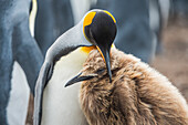 King Penguin (Aptenodytes patagonicus) parent nuzzling chick, Volunteer Beach, East Falkland Island, Falkland Islands