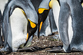 King Penguin (Aptenodytes patagonicus) transferring egg onto feet, Volunteer Beach, East Falkland Island, Falkland Islands, sequence 3 of 3