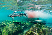 Galapagos Sea Lion (Zalophus wollebaeki) hunting Yellowfin Tuna (Thunnus albacares), Punta Albemarle, Isabela Island, Galapagos Islands, Ecuador