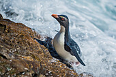 Rockhopper Penguin (Eudyptes chrysocome) coming ashore, Dunbar Island, Falkland Islands