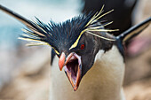 Rockhopper Penguin (Eudyptes chrysocome) in territorial display, Dunbar Island, Falkland Islands