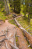 Pathway Adolf Munkel Weg, Parco naturale Puez Odle, Funes valley, South Tyrol, Trentino Alto Adige, Bolzano province, Italy, Europe