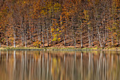 trees reflected in the Pranda lake, Reggio Emilia province, Emilia Romagna district, Italy, Europe