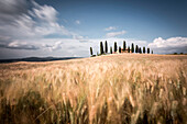 Val d'Orcia landscape, golden meadow, Pienza, Tuscany, Italy