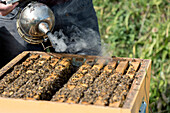 Bees,Italy,Trentino Alto-Adige,beekeeper,Apis mellifera