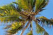 East Africa, Tanzania, Zanzibar, coconut plant on Kiwengwa beach.