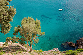 An olive tree and the sea of Amalfi, Amalfi Coast, Salerno, Campania, Italy, Europe