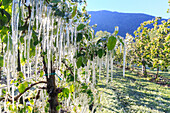 Ice stalactites on apple plants after watering which prevents the freezing of the flowers. Tirano, Valtellina, Lombardy, Italy.
