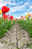 Pathway through multicoloured tulip field. Yersekendam, Zeeland province, Netherlands.