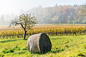 Bale of hay and vineyards. Uhldingen-Mühlhofen, Baden-Württemberg, Germany.