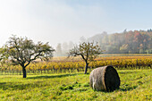 Bale of hay and vineyards. Uhldingen-Mühlhofen, Baden-Württemberg, Germany.