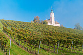 Birnau sanctuary and vineyards from below. Uhldingen-Mühlhofen, Baden-Württemberg, Germany.