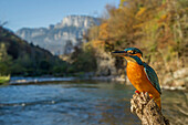 kingfisher on the river, Trentino Alto-Adige, Italy