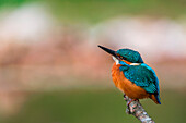 kingfisher on the branch, Trentino Alto-Adige, Italy