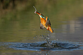 kingfisher coming out of the water with the prey, Trentino Alto-Adige, Italy