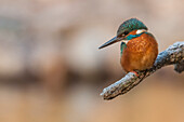 kingfisher on the branch, Trentino Alto-Adige, Italy