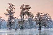 Lake Martin, Breaux Bridge, Atchafalaya Basin, Southern United States, USA; North America